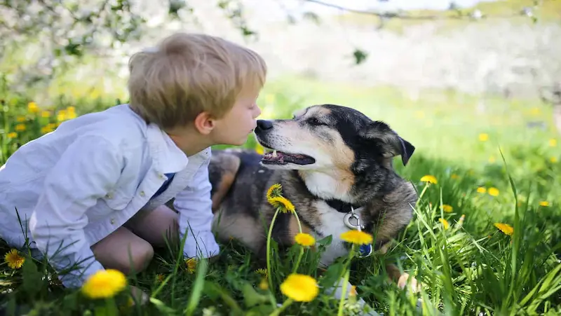 Safety Tips and Pet Recommendations animal for kids