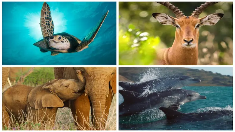 Educational wildlife documentaries for kids